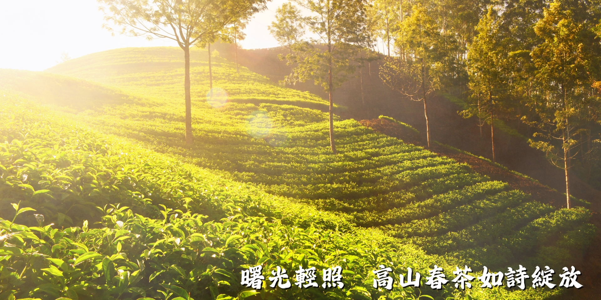 茶葉輪播看板